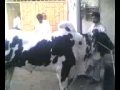 faizan ki cow