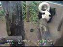 Ya Ya playing with enrichment toy