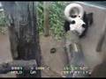 Ya Ya playing with enrichment toy