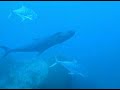 Coral Grand Divers 2007