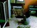 Genius Baby Play Game at pc