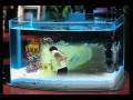 videos de SqI2.mov