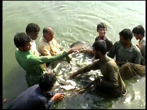 how to provide oxygen for fish