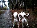 bracknell run in rain.wmv