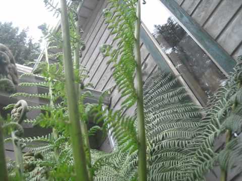 how to transplant dicksonia antarctica