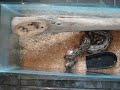 Video de culebras acorralando a su presa