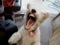 Dog laughing hysterically, Laughing sounds added! laughing dog