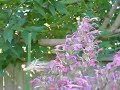White-lined Sphinx Moth