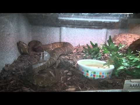 YouTube reptile video