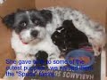 Lhasa Apso Rescue - www.shihtzu-rescue.com