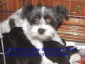 Lhasa Apso Rescue - www.shihtzu-rescue.com