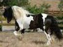 horses horses