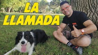 8 - Enseñar a tu perro a venir 8 - Enseñar a tu perro a venir