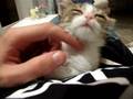 videos de Fava's happiness