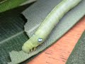 An Oleander Hawk Moth Caterpillar Nom Nom Nom Part 2