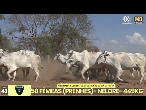 1� LEIL�O EXPOJUINA - 2026