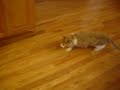 Spinning Cat