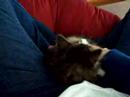My funny kitten Link.....