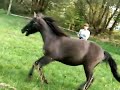 Jakze wspaniały i cudowny baran rekruta na lonży..w tle Olga :P.Nie zwraca uwagi na głosy :D