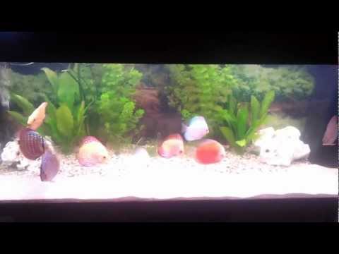 how to care discus fish