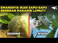 Fungsi Dari Lumut Jika Dimakan Oleh Ikan Hias