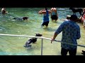 Doggie Dip Day III
