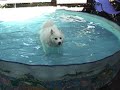 doug pool