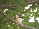Hummingbird Hummingbird
