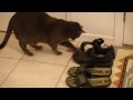 Cat toys with mouse (literally) part 2