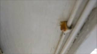 Treating and protecting rusted nails