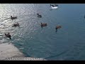 Killer Ducks!