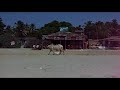 Cow on the beach Arambol, Goa. Cow on the beach Arambol, Goa.