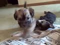 SAKKARRA CHINESE CRESTEDS 9-8 PUPPIES VIDEO