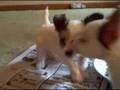 videos de SAKKARRA CHINESE CRESTEDS 9-8 PUPPIES VIDEO
