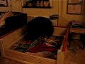 irma bernese mountain dog - birth