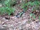 Laura playing with a snake