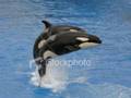 Orcas That Rock