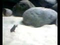 tanganyikan part3