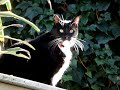 Max The Cat on the shed roof