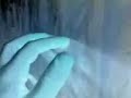 ectoplasm