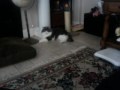 i have a mean brother and a lazy kat