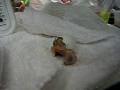 Bronze Wing Pionus Hatching Part 1