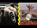 Animal Fight Club 2 !! :  "ANIMAL VS ANIMAL"  - ( Part  2  )