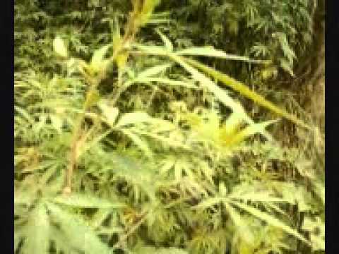 how to grow bhang