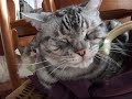 ????????(=^?^=)?scalp massage cat
