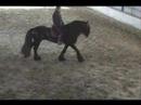 Rolf �talon Frison en clinique de haute-�cole