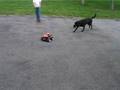 Shadow chases car - new Doggy excercise