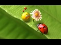 Abraham Hicks - Wanting a specific lover