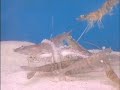 SHRIMP FEVER 2.0 SHRIMP FEVER 2.0