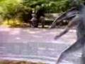 1 VIDEO TG TELEVENEZIA - AMICOALBERO